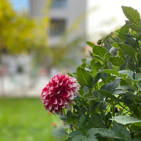 Park 1 * Tirana